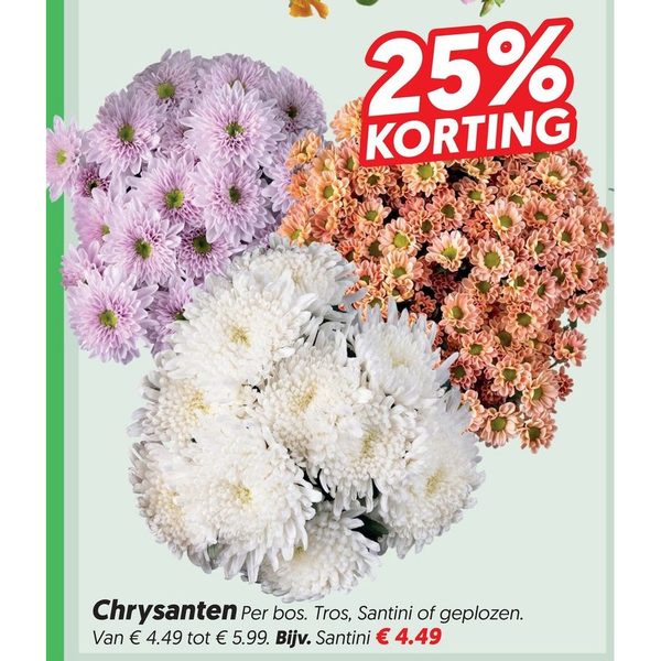 Chrysanten