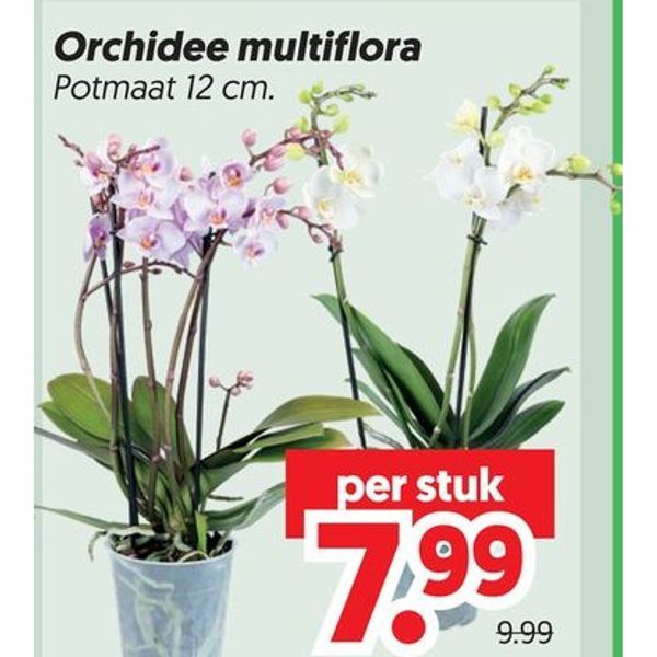 Orchidee multiflora