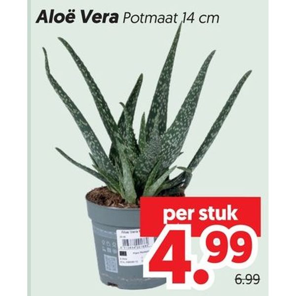 Aloë Vera