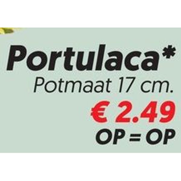 Portulaca