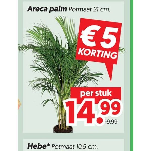 Areca palm