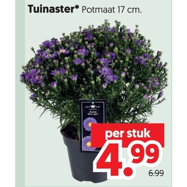 Tuinaster
