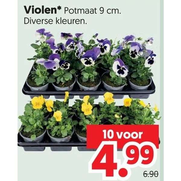 Violen