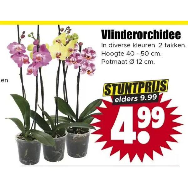 Vlinderorchidee