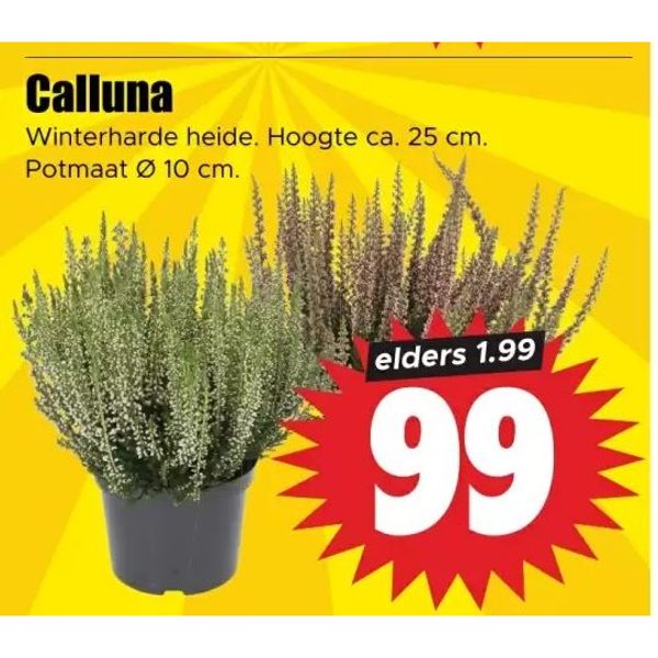Calluna
