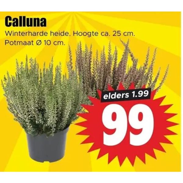 Calluna