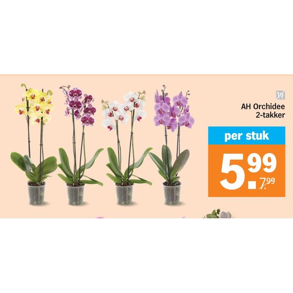 AH Orchidee 2-takker