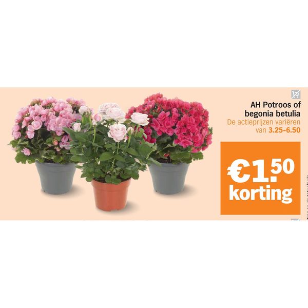 AH Potroos of begonia betulia