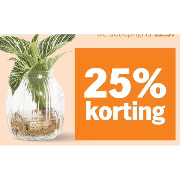 AH Groene plant in vaasje