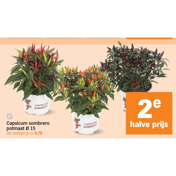 Capsicum sombrero