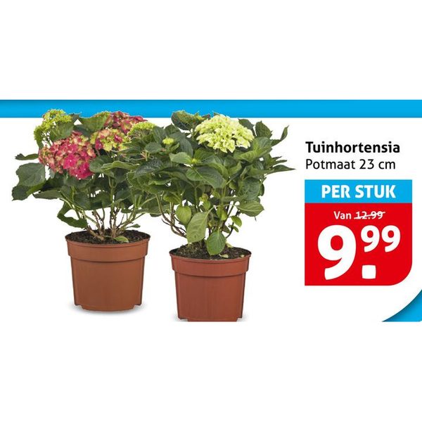 Tuinhortensia