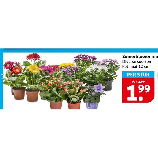 Zomerbloeier mix