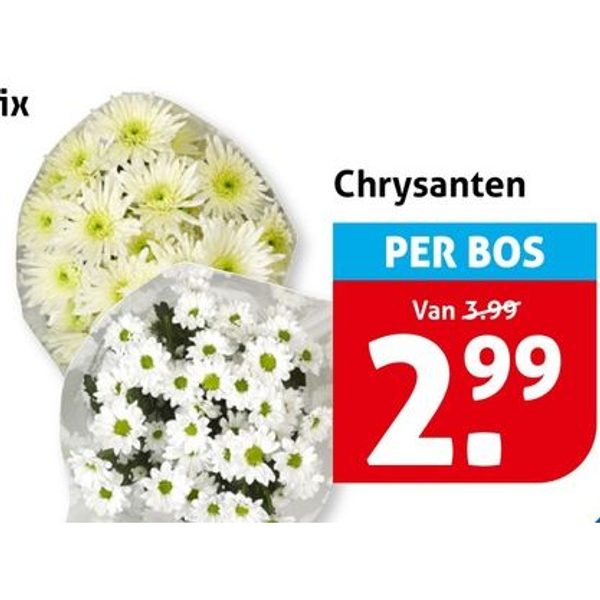 Chrysanten