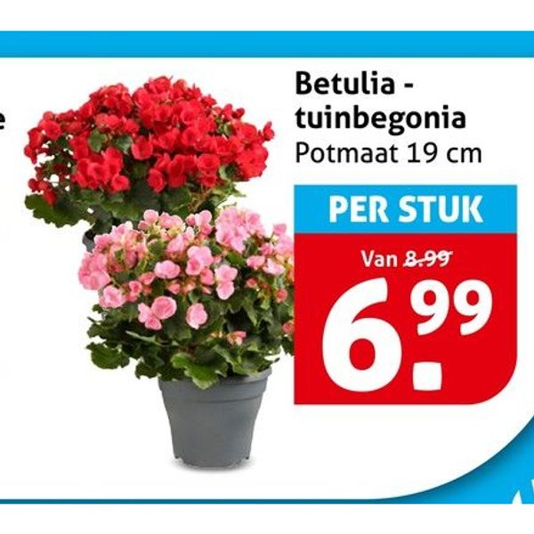 Betulia - tuinbegonia