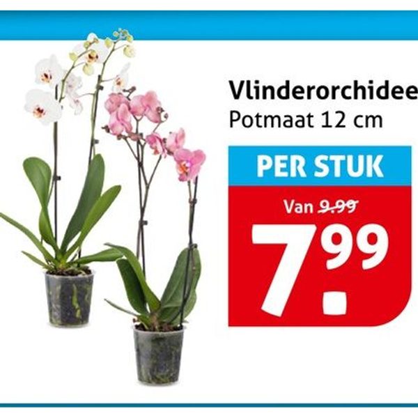 Vlinderorchidee