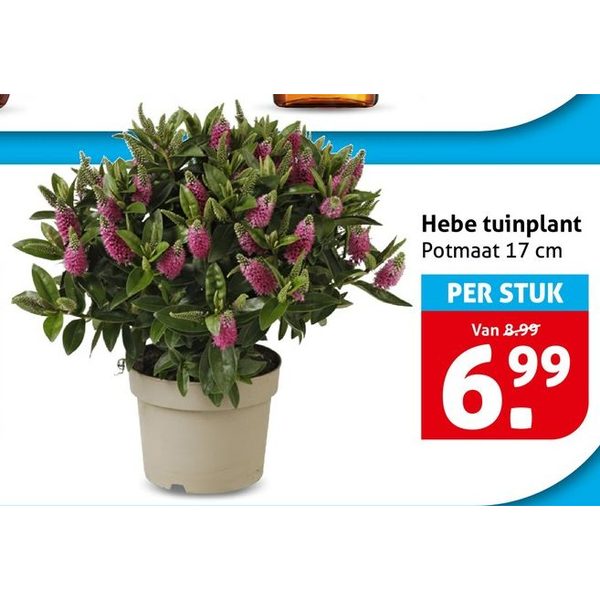 Hebe tuinplant