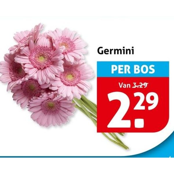 Germini