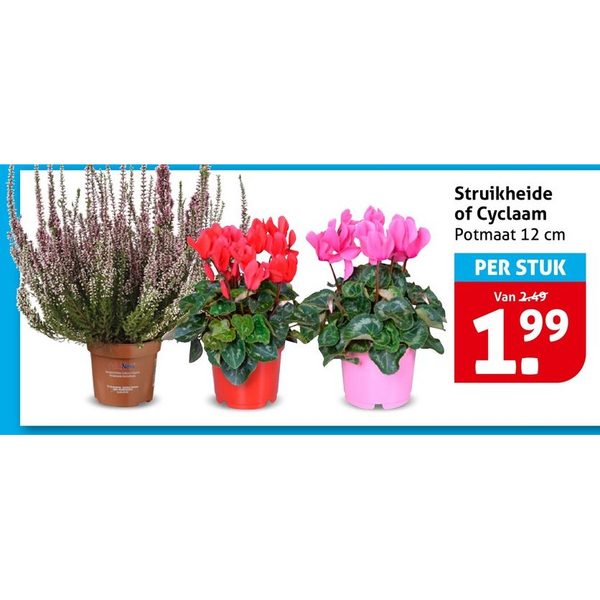 Struikheide of Cyclaam