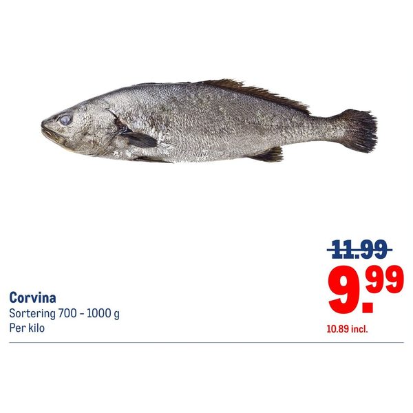 Corvina