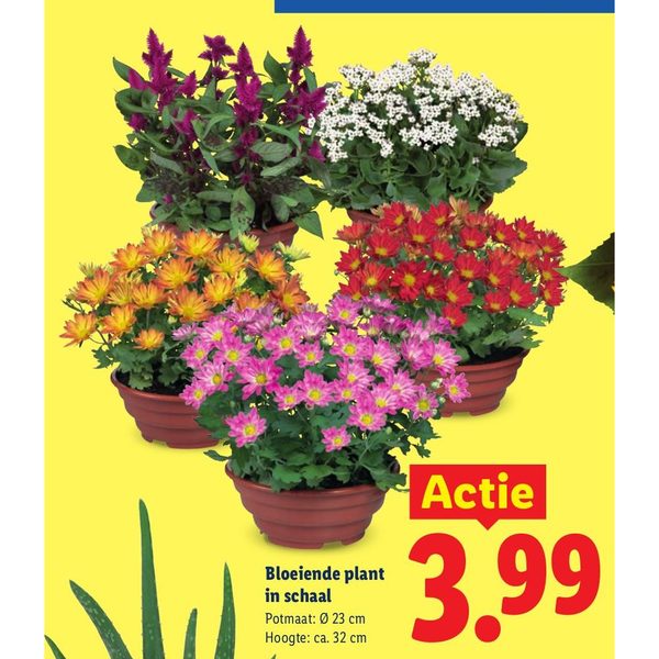 Bloeiende plant in schaal