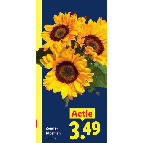 Zonnebloemen