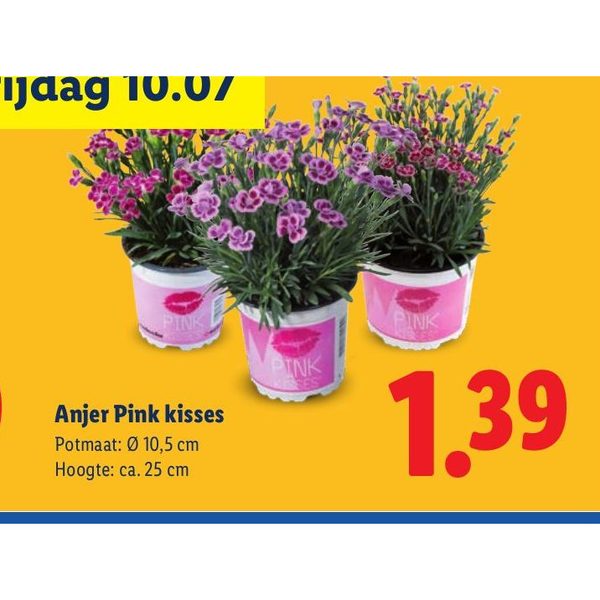 Anjer Pink kisses