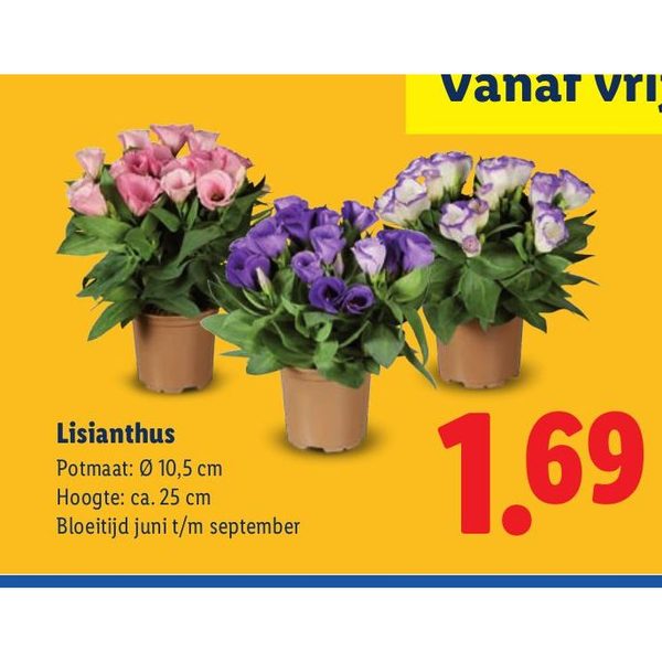 Lisianthus