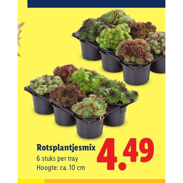 Rotsplantjesmix