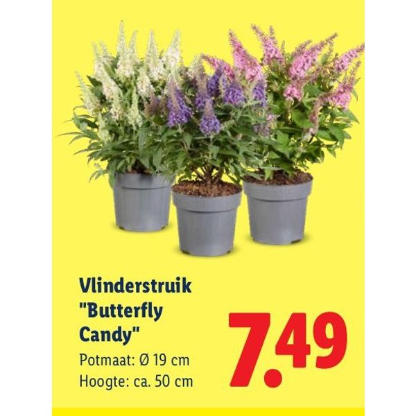 Vlinderstruik Butterfly Candy