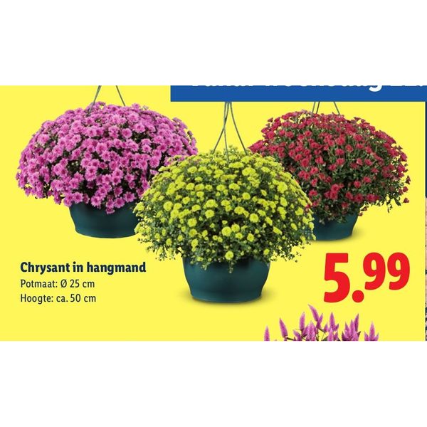 Chrysant in hangmand