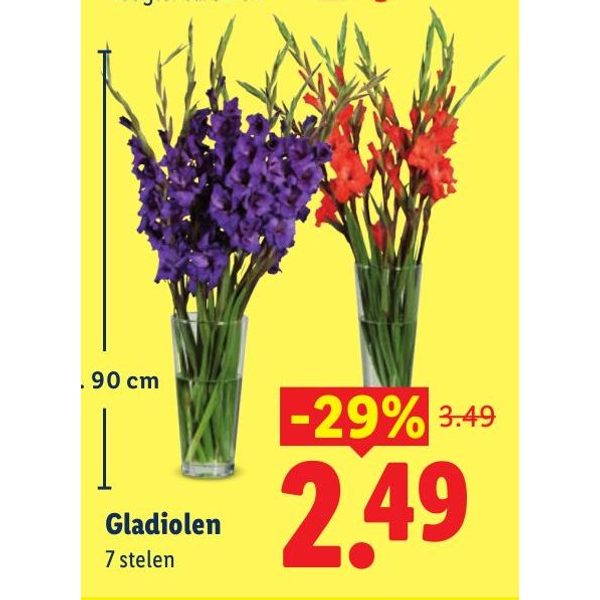 Gladiolen