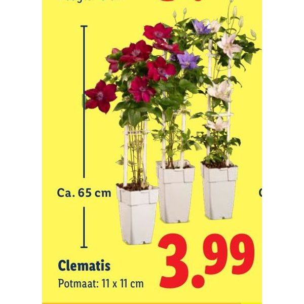 Clematis