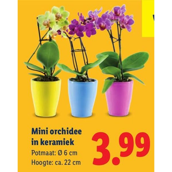 Mini orchidee in keramiek