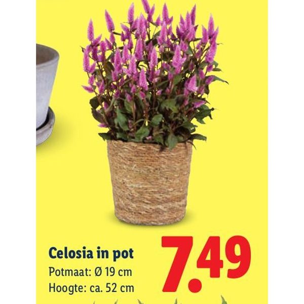 Celosia in pot