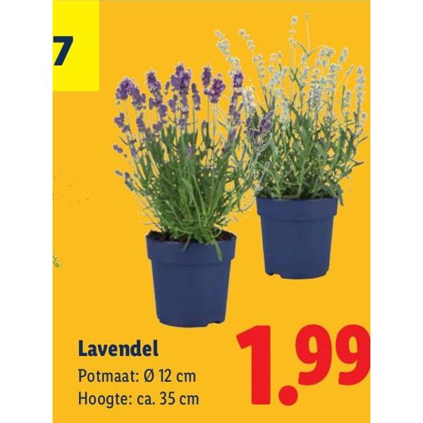 Lavendel