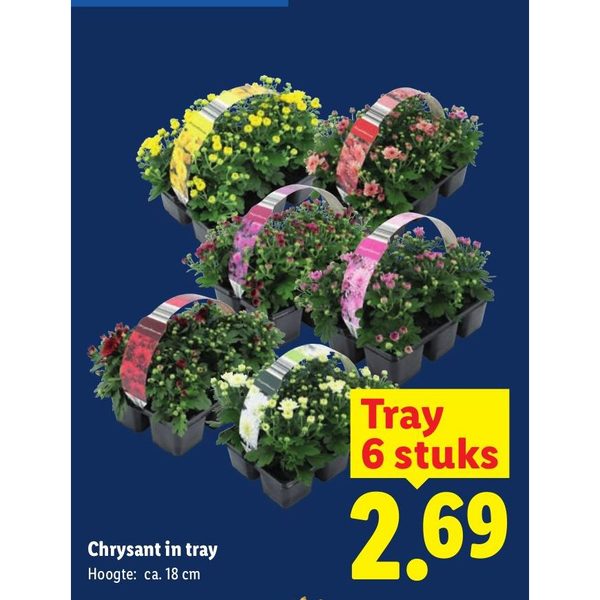 Chrysant in tray