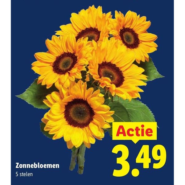 Zonnebloemen