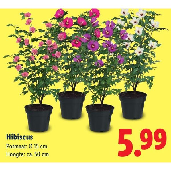 Hibiscus