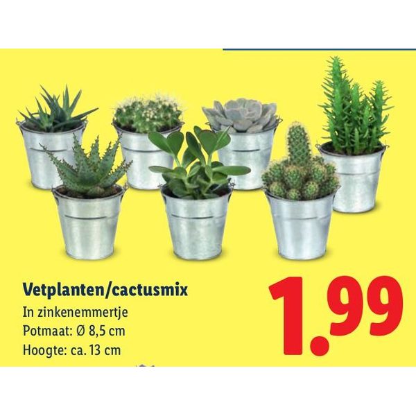 Vetplanten/cactusmix