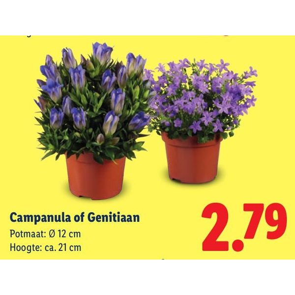 Campanula of Genitiaan