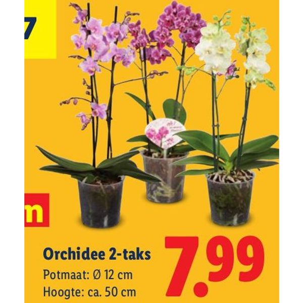 Orchidee 2-taks