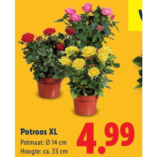 Potroos XL