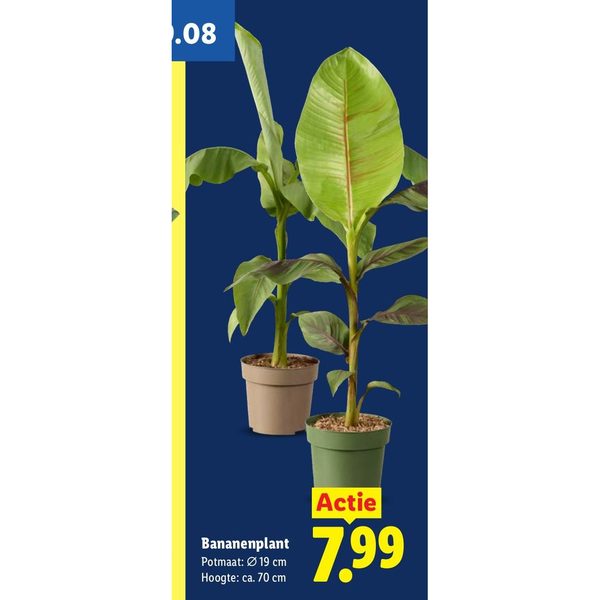 Bananenplant