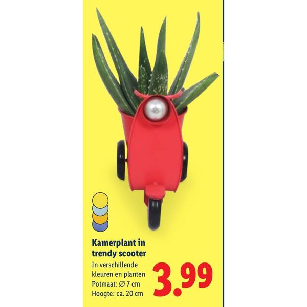 Kamerplant in trendy scooter