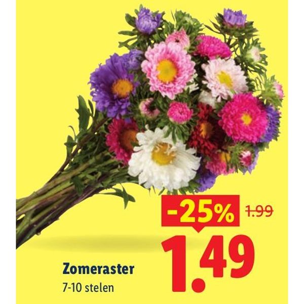 Zomeraster