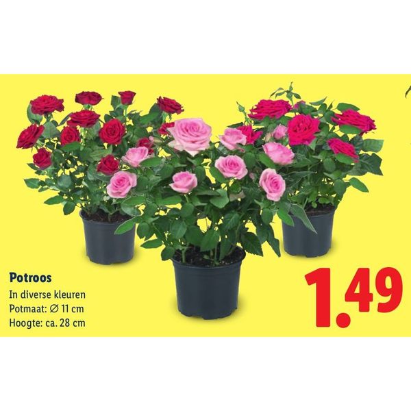 Potroos