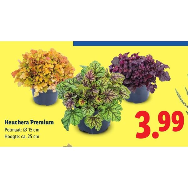 Heuchera Premium