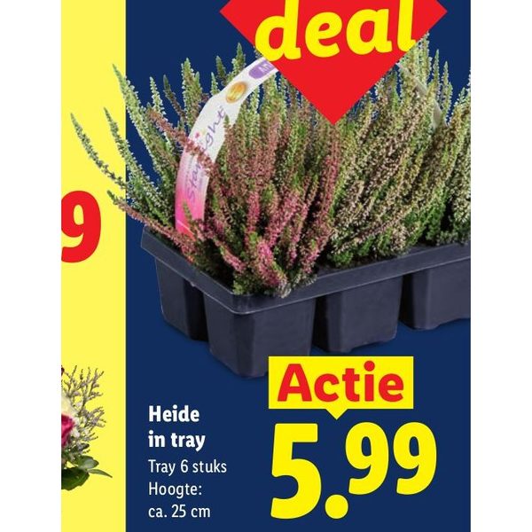 Heide in tray