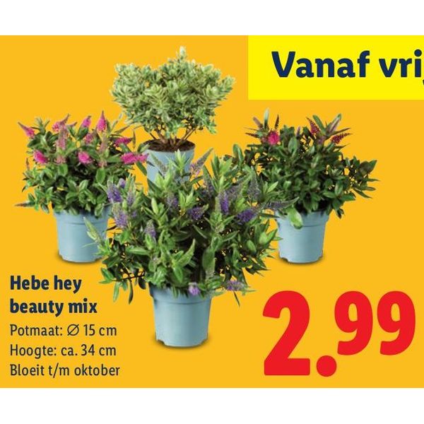 Hebe hey beauty mix