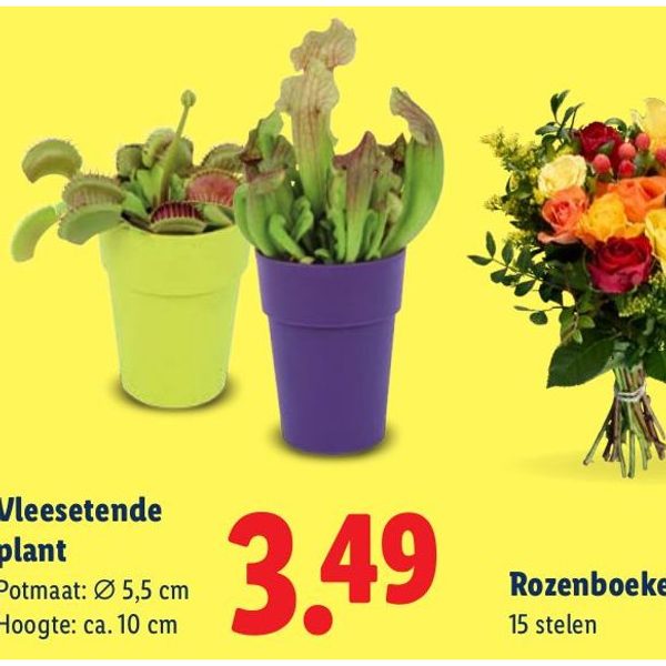 Vleesetende plant